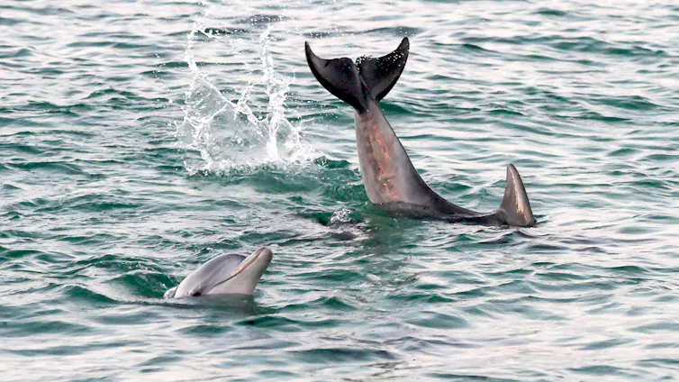Dolphins frolicking.