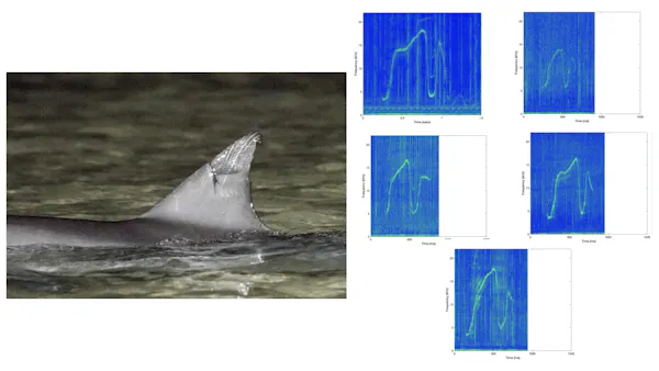 Dolphins Create Their Own “Names” That May Carry Hidden Information File 20250523 62 M9hymd.jpeg?ixlib=rb 4.1