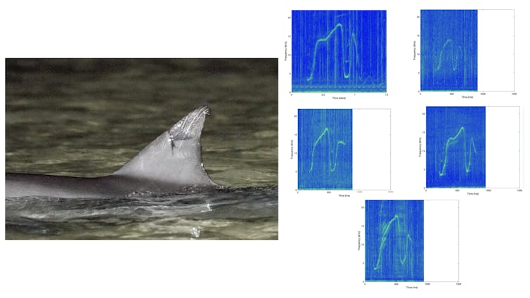 Photo of a dolphin's dorsal fin emerging from the water, accompanied by several graphs showing a changing frequency pattern.