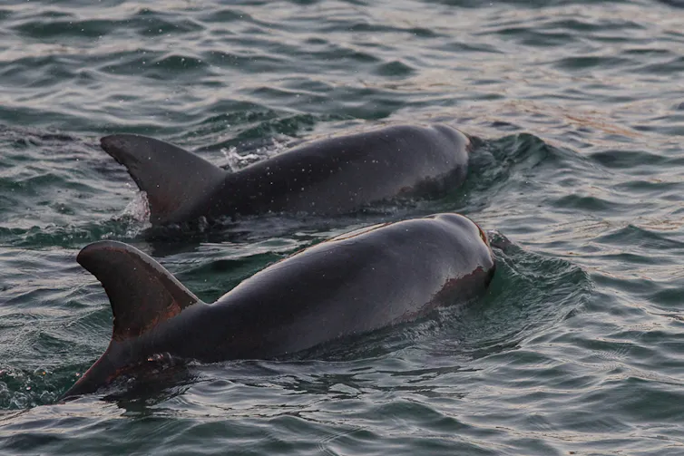 A pair of dolphins swimming along the surface.