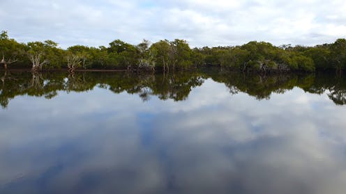 From surprise platypus to wandering cane toads, here’s what we found hiding in NSW estuaries