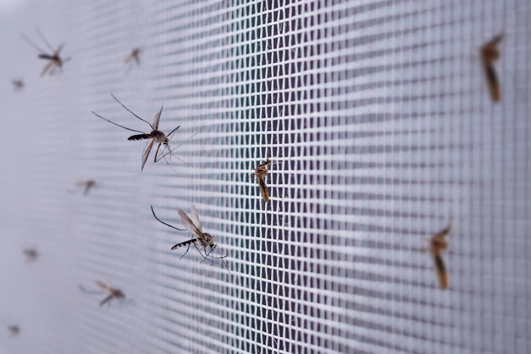 Mosquitoes gathered on a mosquito net.