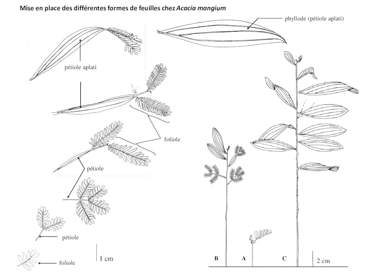 Why some crops have various kinds of leaves: secrets and techniques of heterofillie 3 file 20250523 56 e09wmr.jpg?ixlib=rb 4.1
