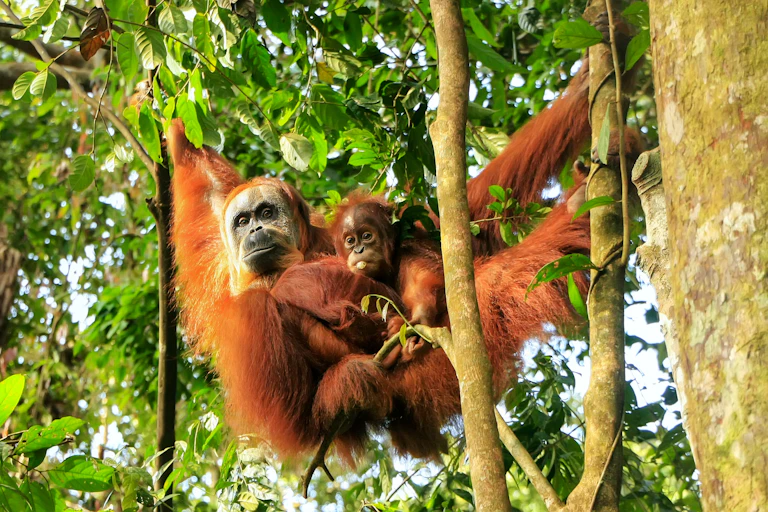 Female orangutan and baby hanging from a tree