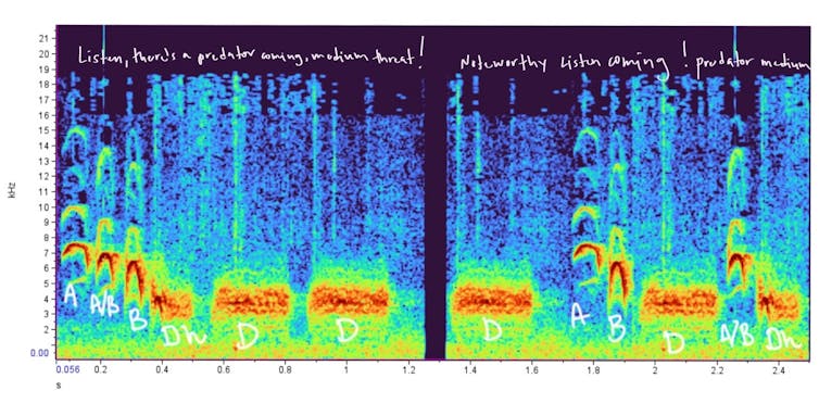 two spectrograms of the audio of a bird call, labeled with the meaning