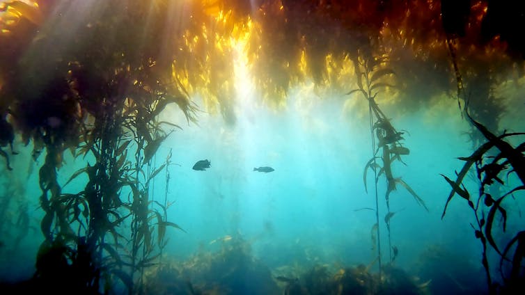 Imagen submarina del par de peces que nadan en algas marinas.