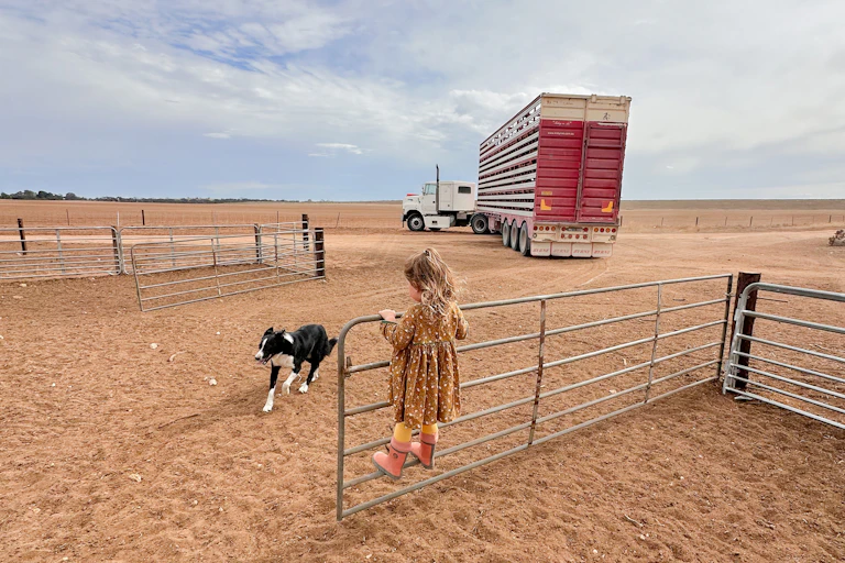 A small girl stands on a metal fence on a dry paddock as a dog runs past, with a cattle truck in the near distance