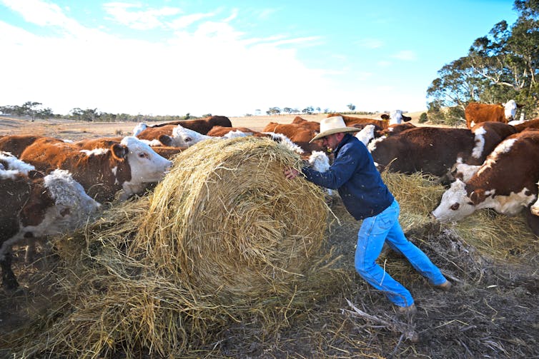 Cows eat from a hale bay being pushed by a farmer in blue shirt and trousers and a white hat.