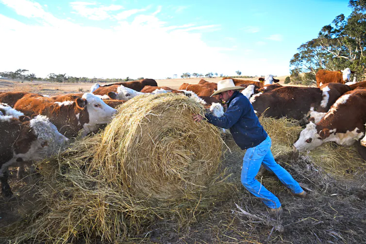 Cows eat from a hale bay being pushed by a farmer in blue shirt and trousers and a white hat.