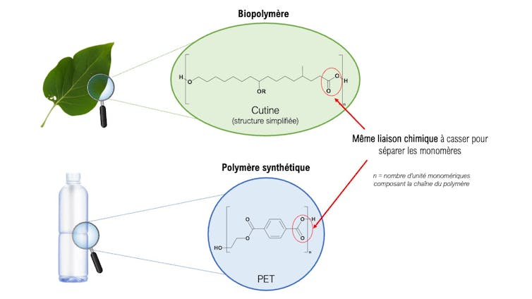Enzymes, those "living Nanomachini" that would develop into plastic waste into assets 1 Cutter diagram and fart