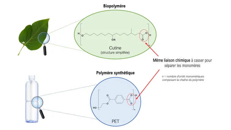 schéma de la cutine et du PET
