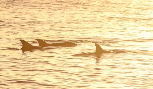 Faces you hear? Dolphin ‘signature whistles’ may transmit more than just identity information