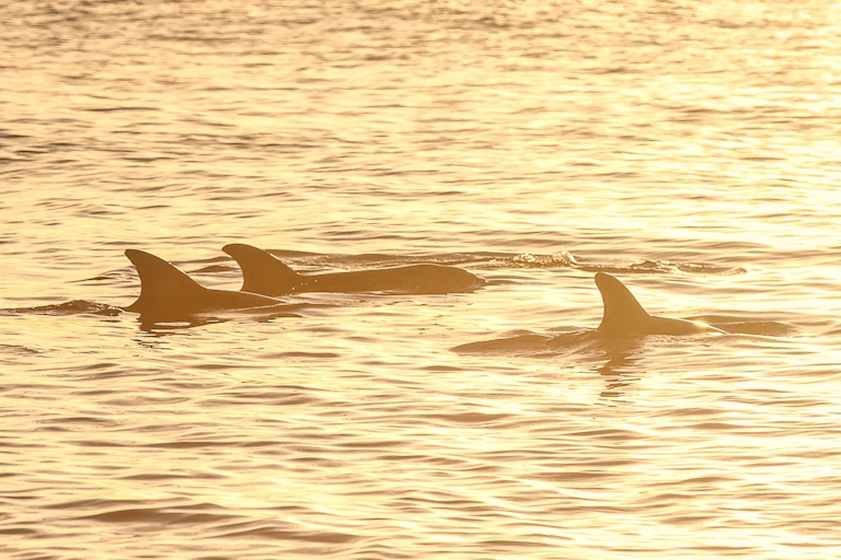 Dolphins swimming in the water, low sun reflecting