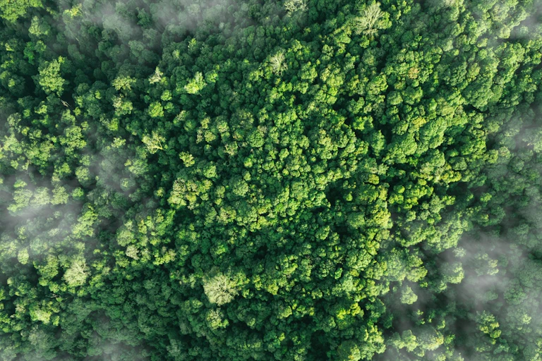 An aerial view of a forest