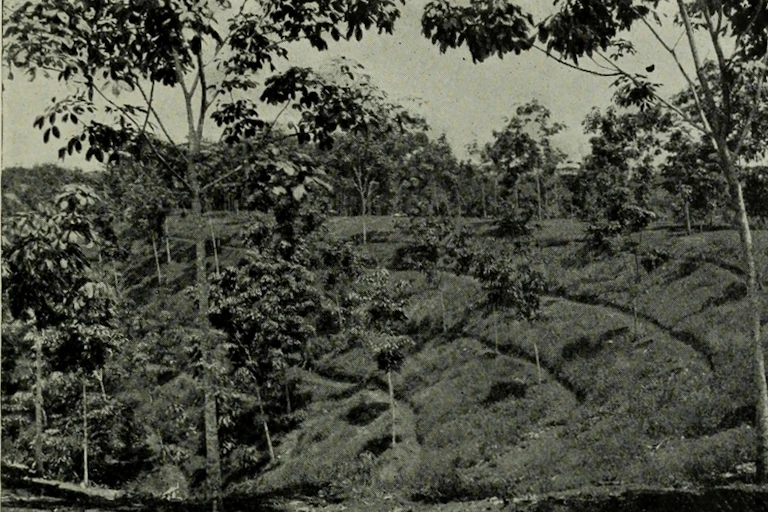 A black and white photograph of hevea treas in Southeast Asia in 1913.