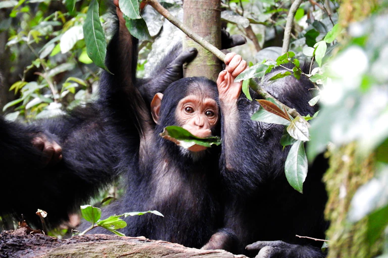 Photographie d'un jeune chimpanzé.