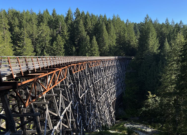 El puente de la camisa se extiende en lo alto del suelo, desgaste en el árbol de bosque de madera de hoja perenne