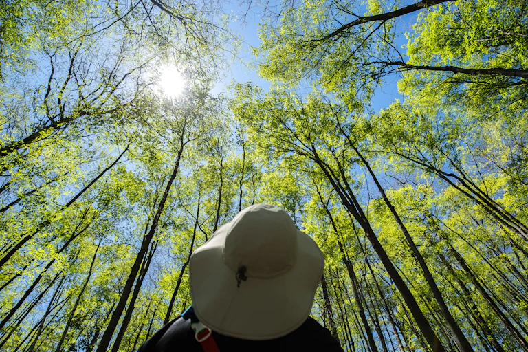Upward shot of a person in a sun hat looking up at poplar trees reaching toward the sun