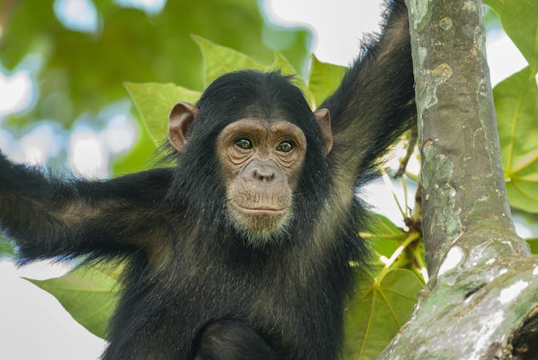 A chimpanzee sitting in a tree.
