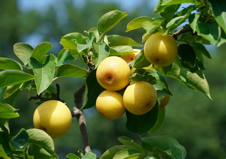 Korean pears on a tree.