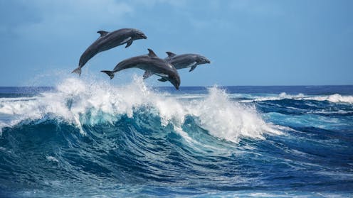 Curious Kids: Why do dolphins jump out of the water?
