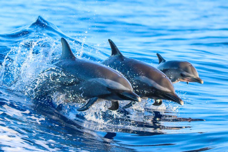 Three dolphins emerging from a wave.
