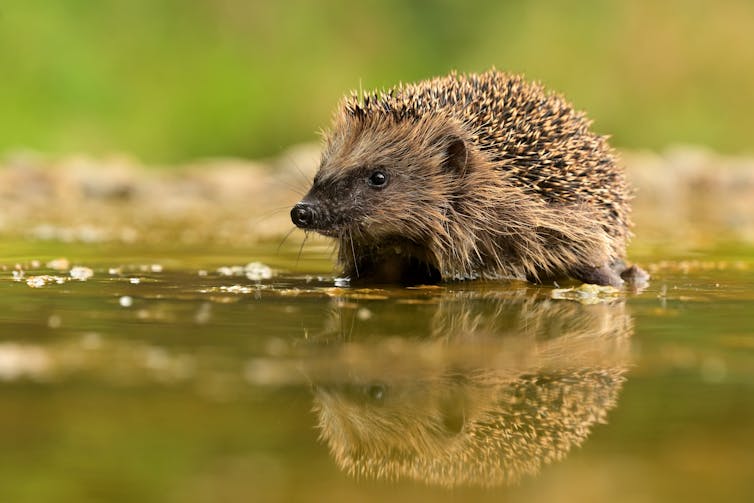 A hedgehog by water.