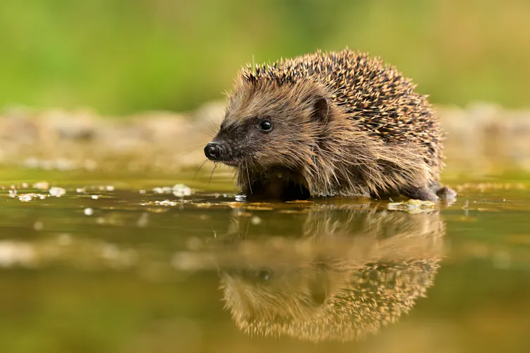 A hedgehog by water.