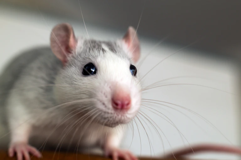 Close up of white and grey mouse