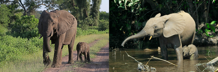 Image of an adult and child African savanna elephants walking down trail juxtaposed with an image of an adult and child African forest elephants bathing in a body of water