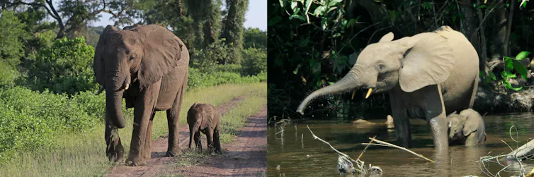 Image of an adult and child African savanna elephants walking down trail juxtaposed with an image of an adult and child African forest elephants bathing in a body of water