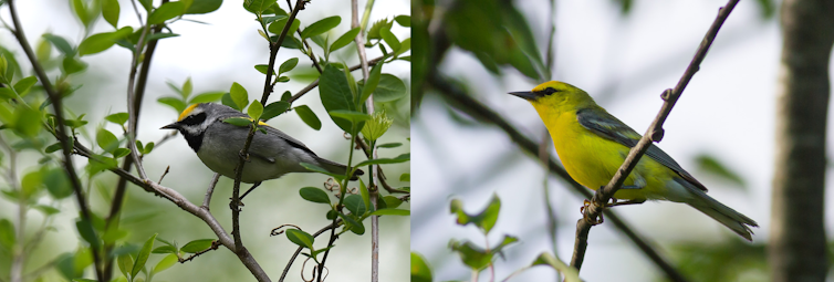 Image of a bird with black, grey and yellow plumage resting on a tree branch juxtaposed with an image of a mostly light green bird resting on a treebranch