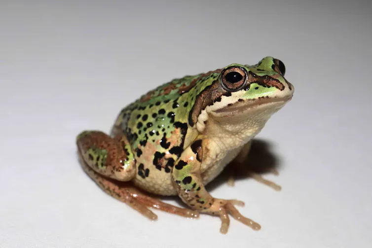 alpine tree frog