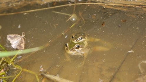 This rare alpine frog is fighting against a lethal fungus – by breeding faster and faster