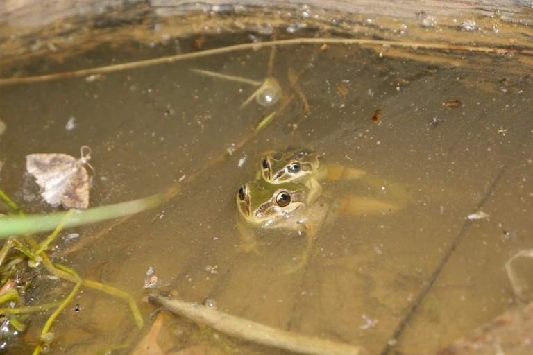 frogs mating