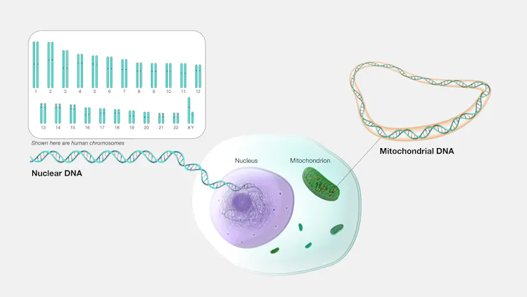 Illustration of a strand of linear nuclear DNA emanating from nucleus of cell and a strand of circular mitochondrial DNA emanating from a mitochondrion