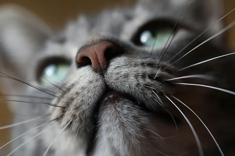 Gros plan sur le nez ambré d’un chat silver tabby
