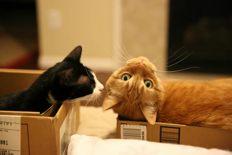 Deux chats dans des boîtes en carton, un chat noir reniflant un chat roux
