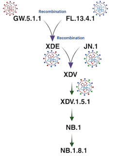 A graphic showing the evolution of NB.1.8.1.