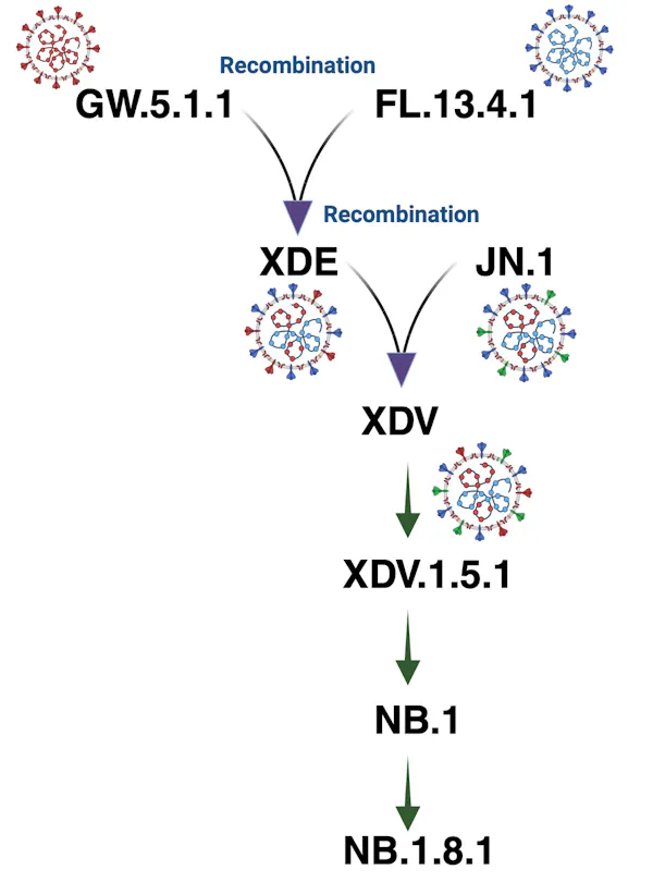 A graphic showing the evolution of NB.1.8.1.