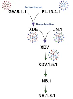 A graphic showing the evolution of NB.1.8.1.
