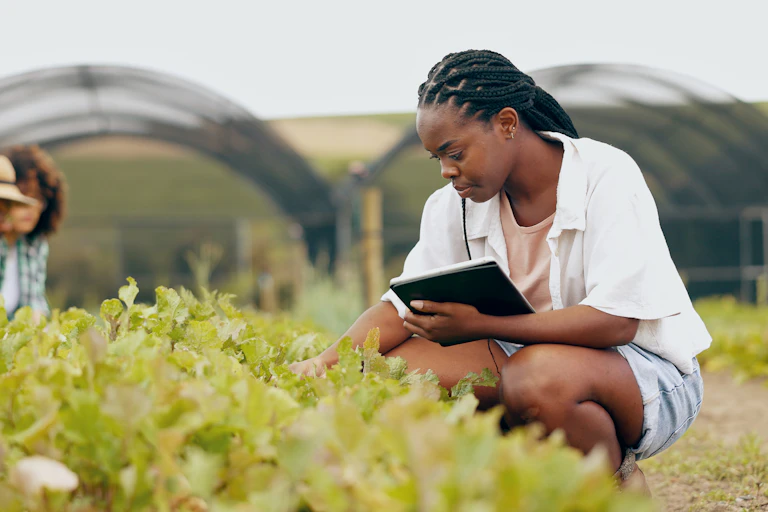 A woman attending to a vegetable crop