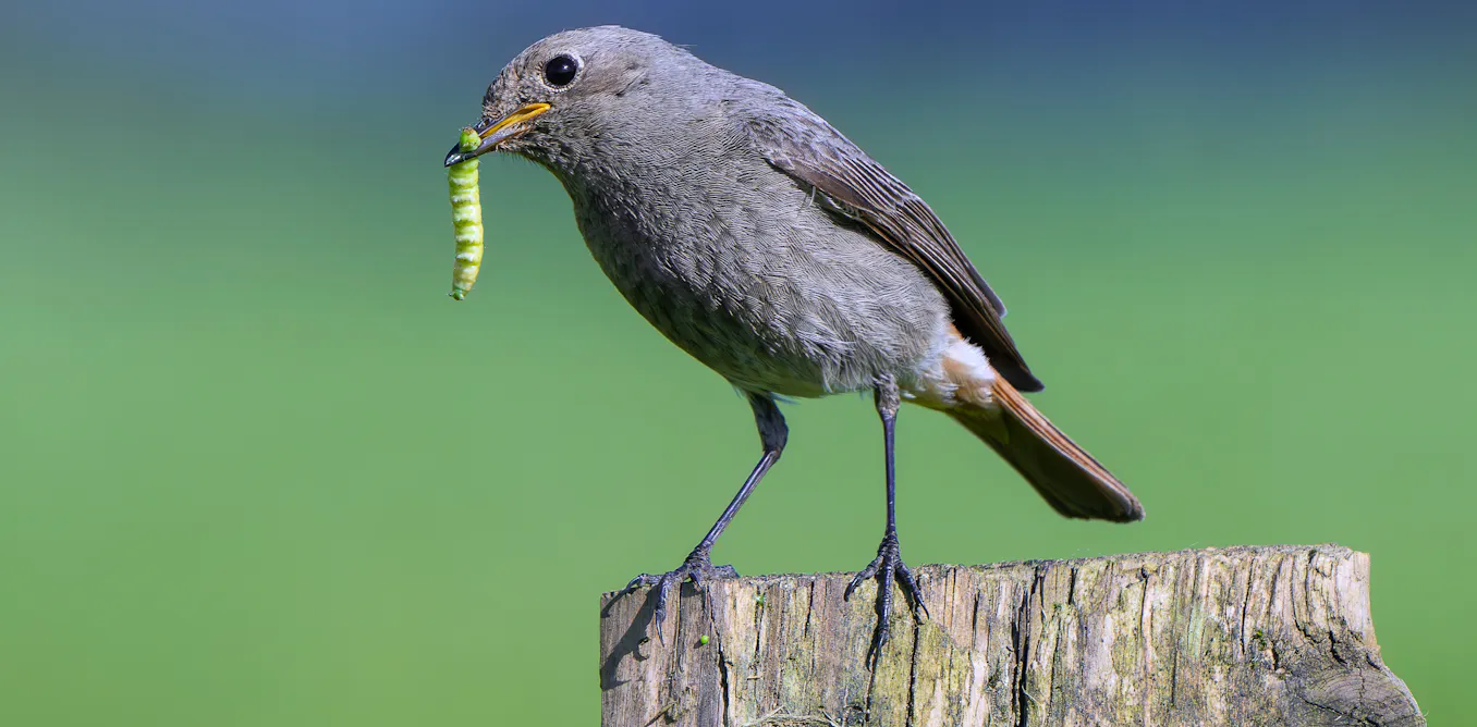 From soil to slugs to songbirds – how plastic is moving through ecosystems