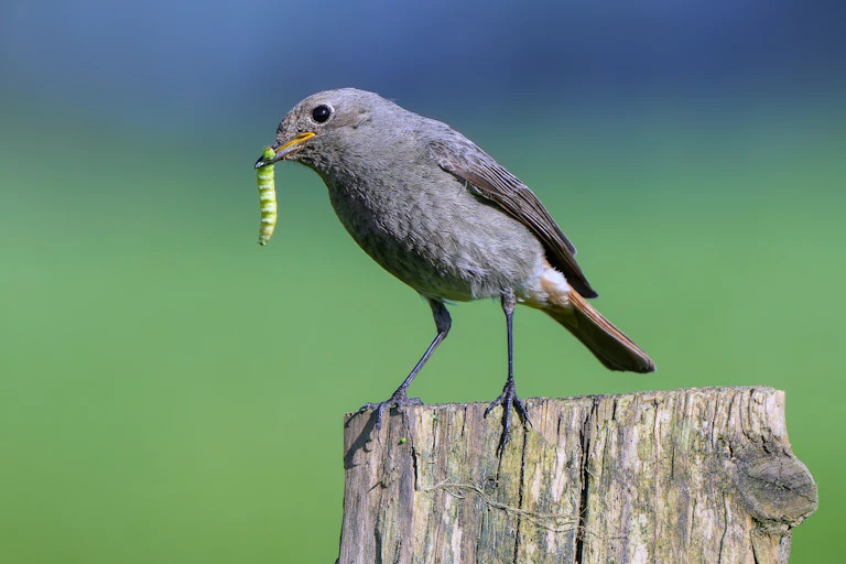 Bird eats caterpillar