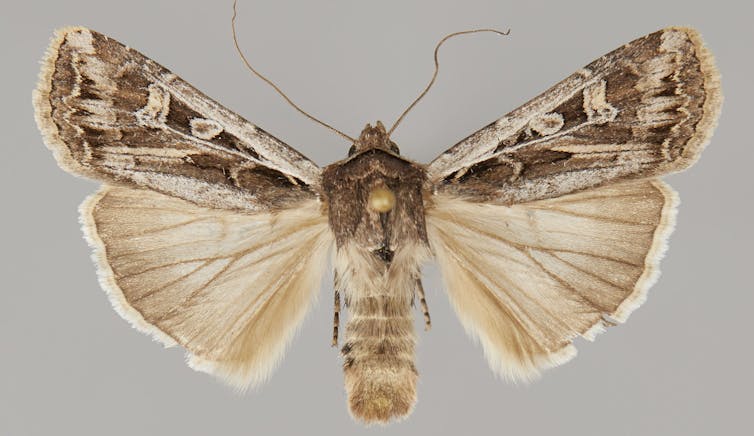 A brown-and-beige moth spreads its wings.