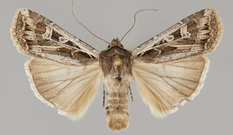 A brown-and-beige moth spreads its wings.