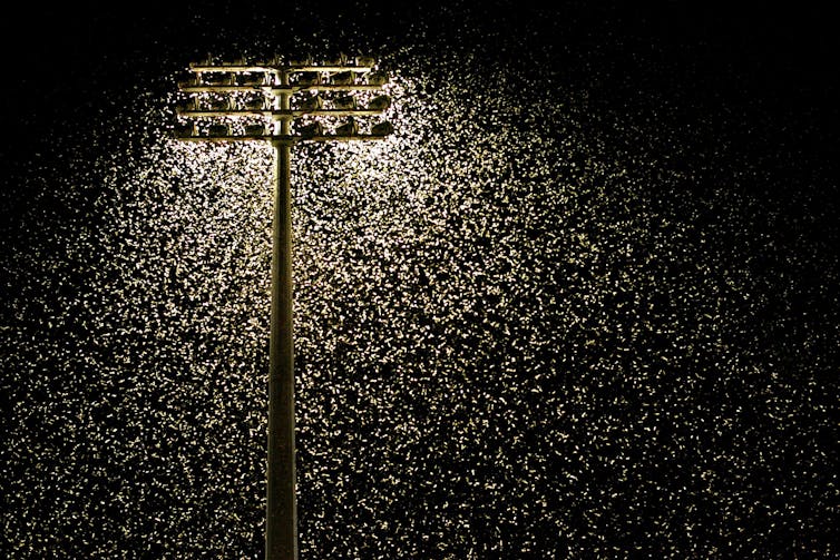 Thousands of moths swarm around stadium lights.