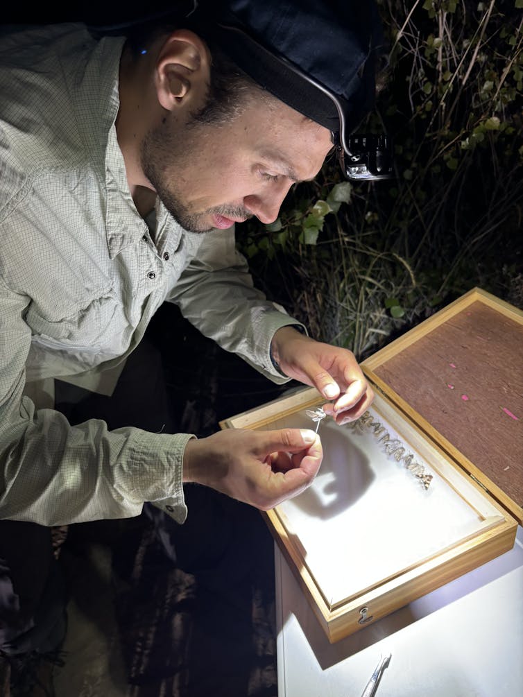 A man with a headlamp presses a pin through the body of a moth.