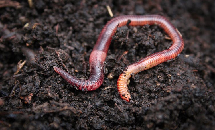 From soil to slugs to songbirds – how plastic is transferring thru ecosystems 1 earthworm in soil