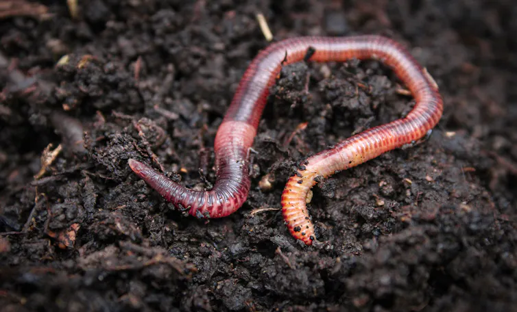 earthworm in soil